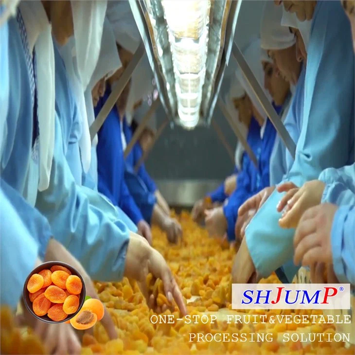 Dried Apricot Processing Line